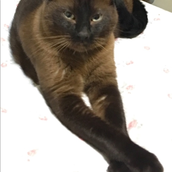 Meet your Posher, Marie - Picture 4 of 4